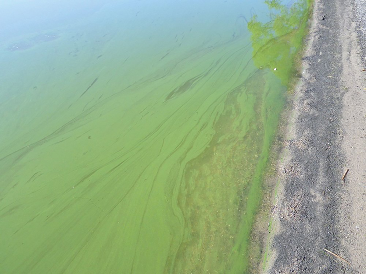 A close-up photo of an algae bloom on the shore of Lake Winnipeg.
