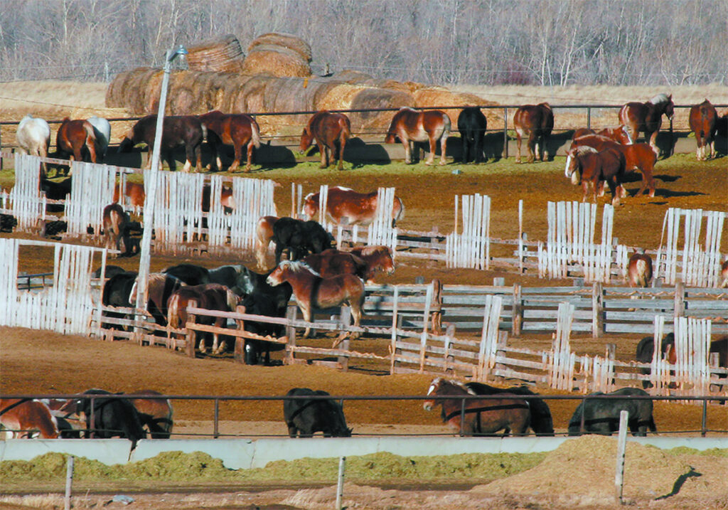 Horses mull around in several different pens in a horse feedlot.