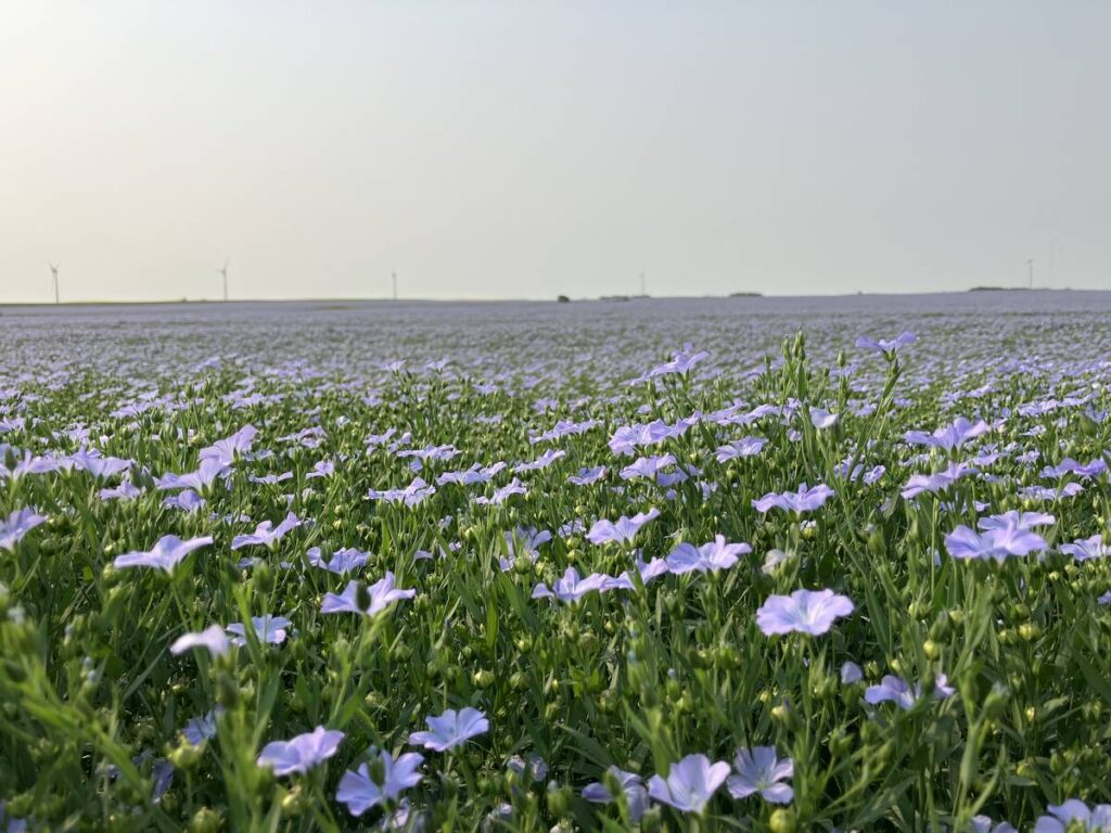 Flax in flower in a field near Wolseley, Saskatchewan in July, 2024. 