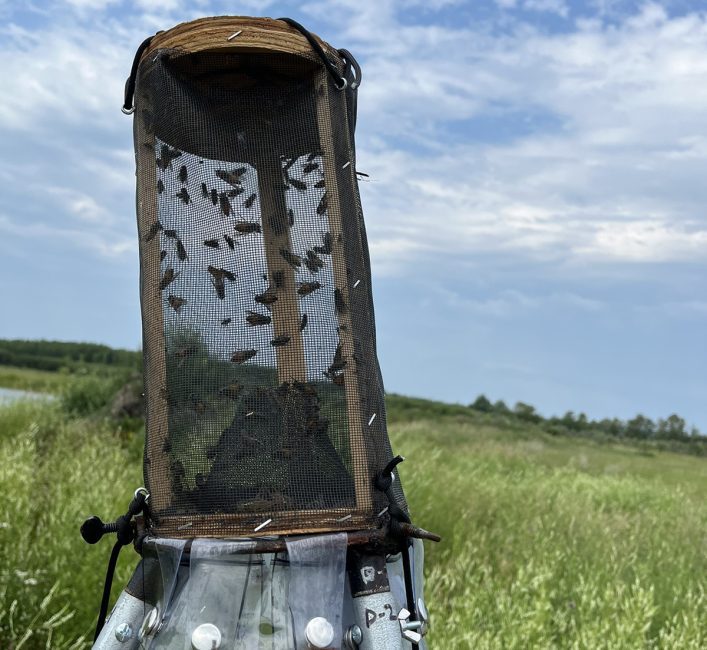 Flies are trapped inside a tube covered by a screen sitting on top of a tripod in a field.