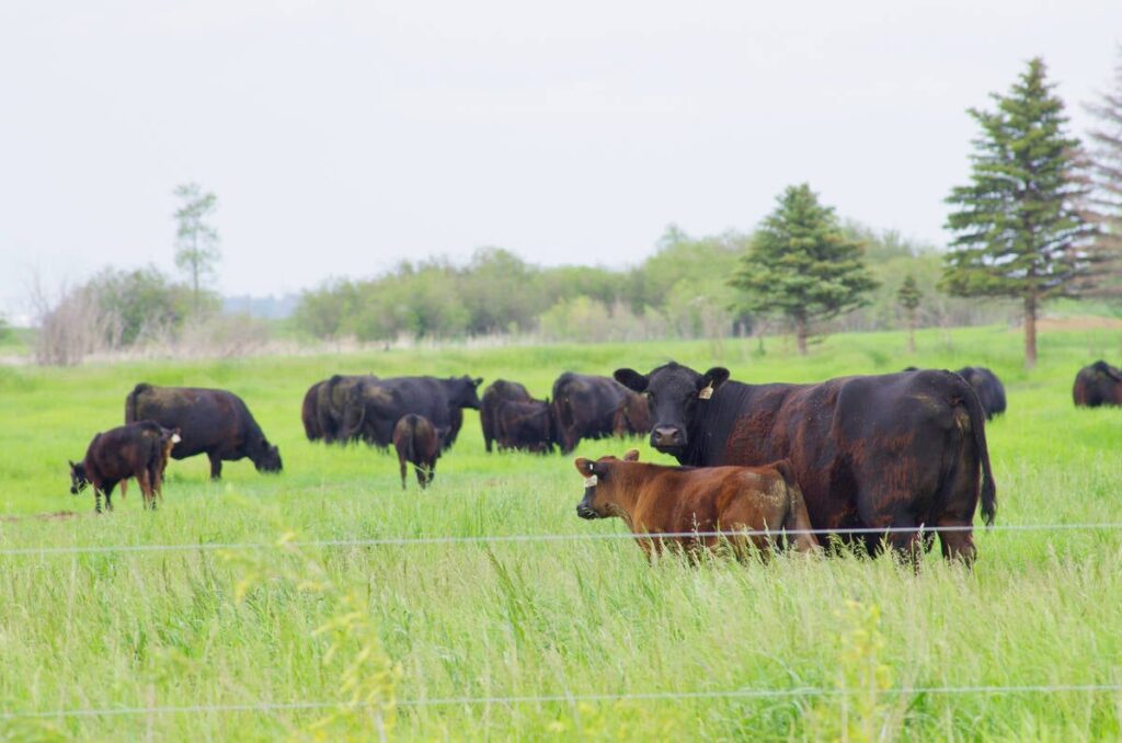 Cattle graze in a lush pasture.