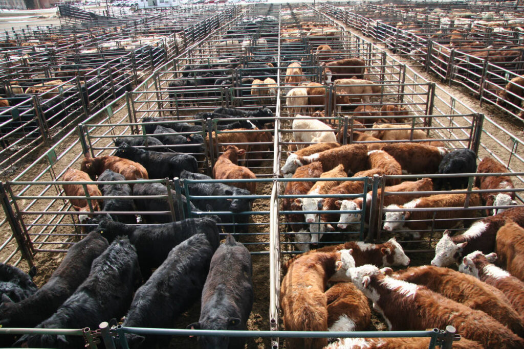 Cattle in pens full of cattle in a large feedlot.