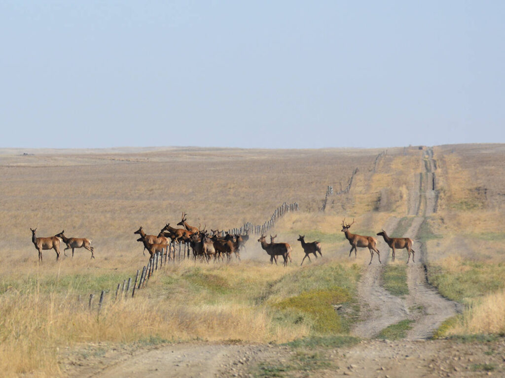 A herd of elk leap a barbed wire fence in the Bow Island Community Pasture.