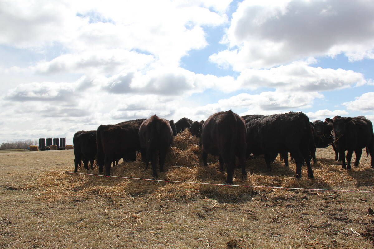 Cattle cluster around a bale on Sean McGrath's farm near Vermilion, Alberta.