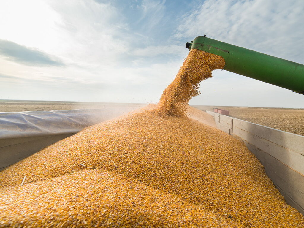 Corn is augered into the box of a grain truck during harvest.