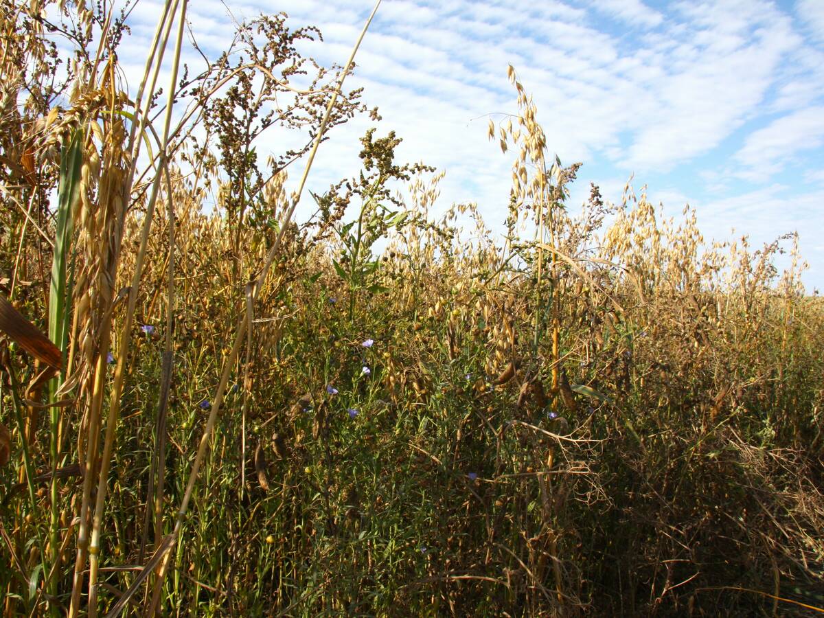 An oats and flax intercrop.