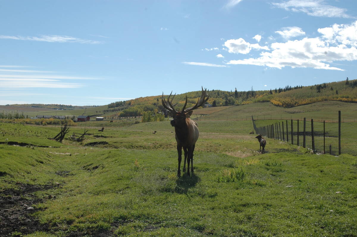 A bull elk observes visitors at Canadian Rocky Mountain Ranch near Calgary September 25, 2025.