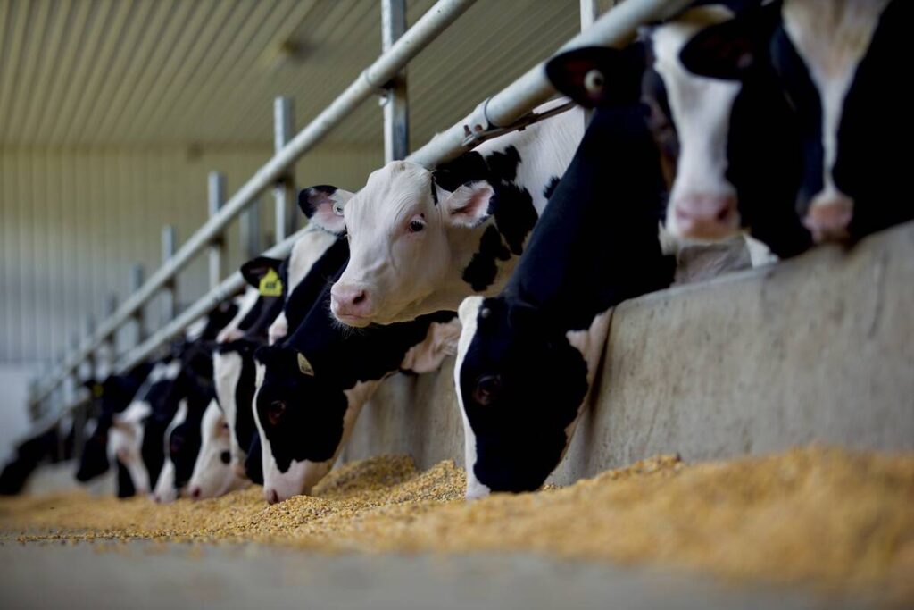 Confusion cleared on Canadian calf import changes