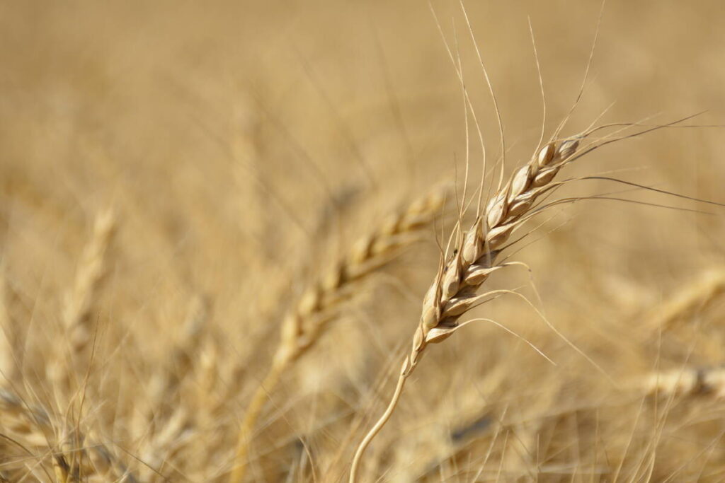A wheat head in a ripe wheat field west of Marcelin, Saskatchewan.