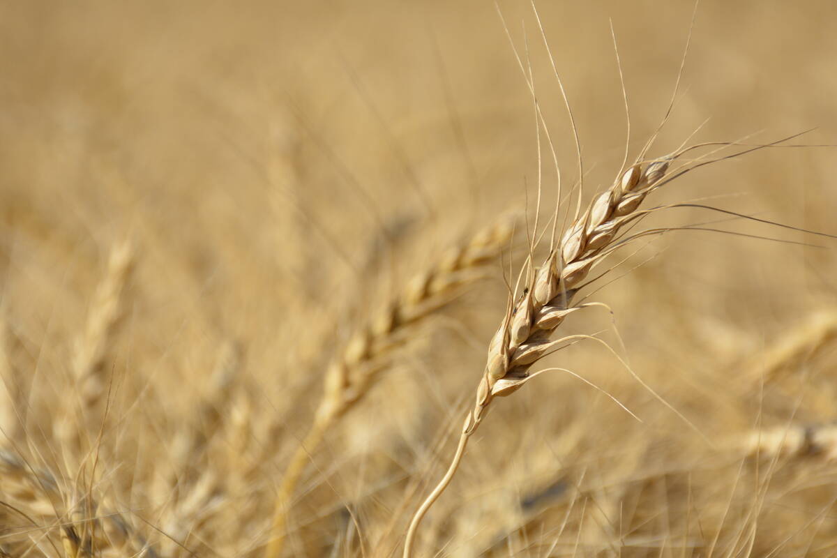 A wheat head in a ripe wheat field west of Marcelin, Saskatchewan.