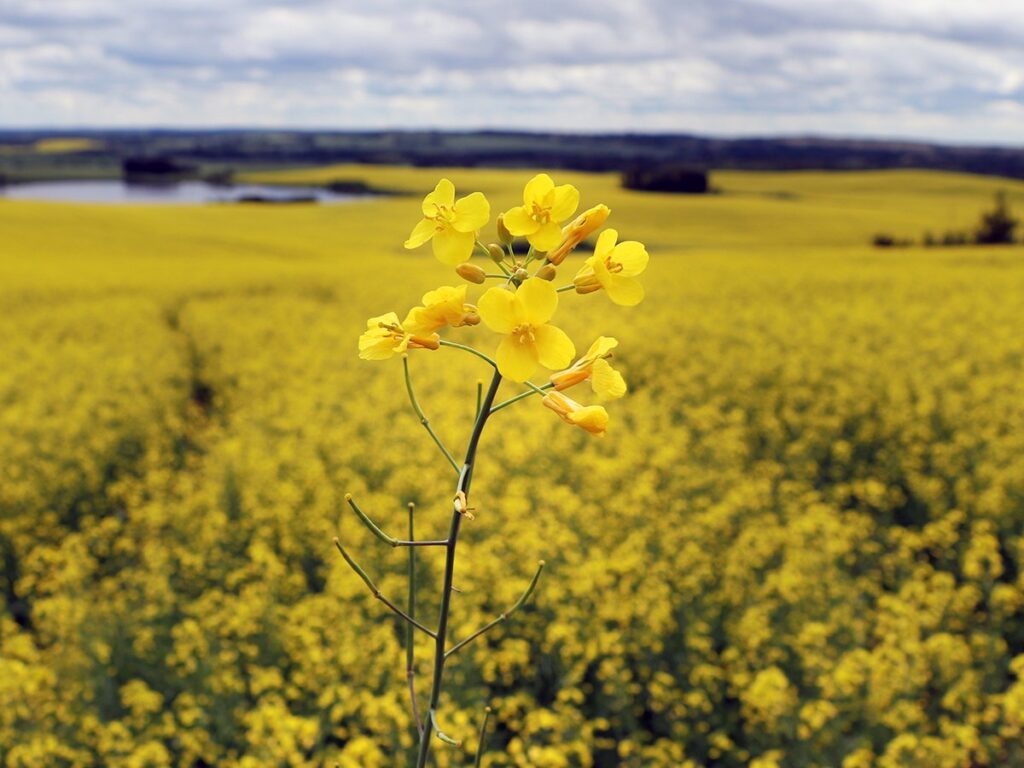 Close up of the blossoming head of a lone canola plant with the rest of the field slightly blurred behind it.