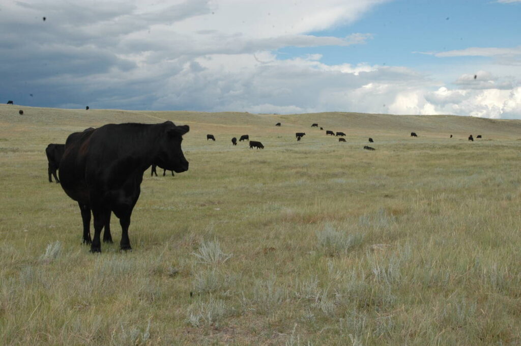 A black cow looks over its shoulder toward some of its herd in the distance in a pasture on a partly cloudy day.