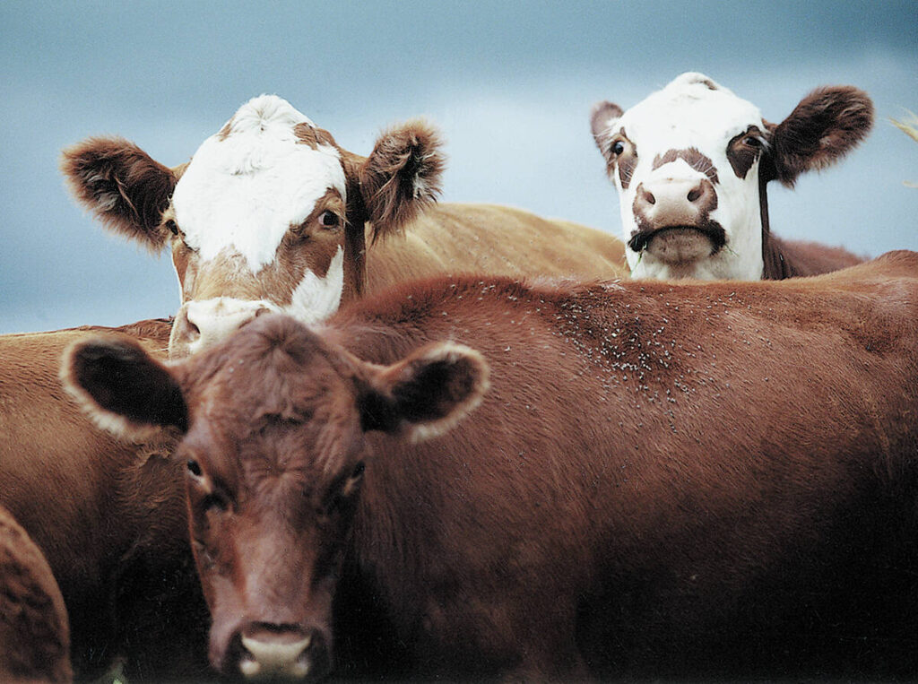 A brownish-red cow stands side-on looking at the camera with flies all over its back while two more cows with white faces look over top of it from behind.