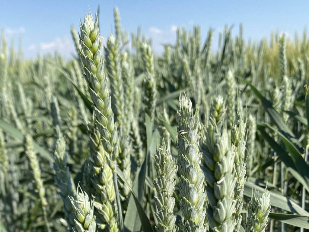 A close-up of the unripe heads of spring wheat in a field on a sunny day.