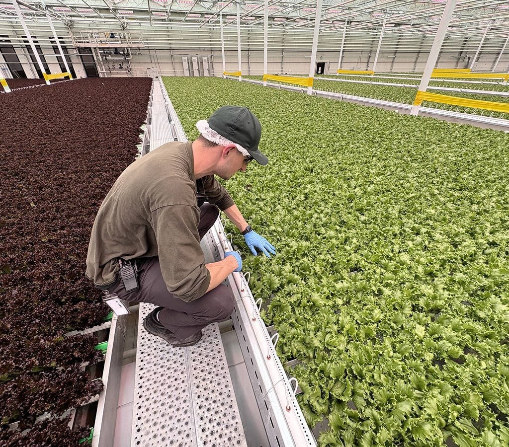 Dominick DiMucci, 26, Haven Greens’ director of cultivation, inspects leafy greens at the midpoint of the growth cycle in the cutting-edge AI-automated greenhouse. Recognized as a Four under 40 industry leader by Greenhouse Canada in June 2025, he represents a new farmer hybrid in the age of AI and greenhouse automation. Photo: Diana Martin