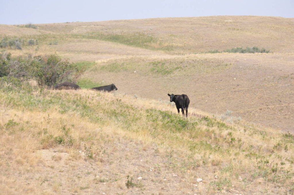 A few cattle graze on the edge of a valley in a very brown, dry pasture.
