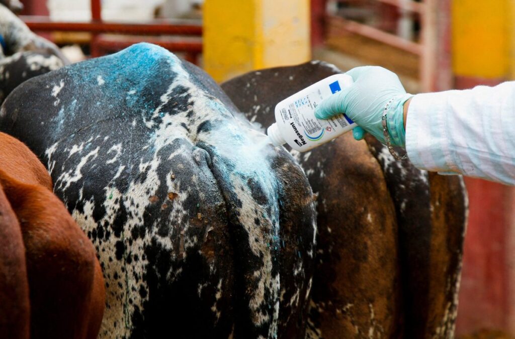A worker applies sanitizing talcum powder to livestock.