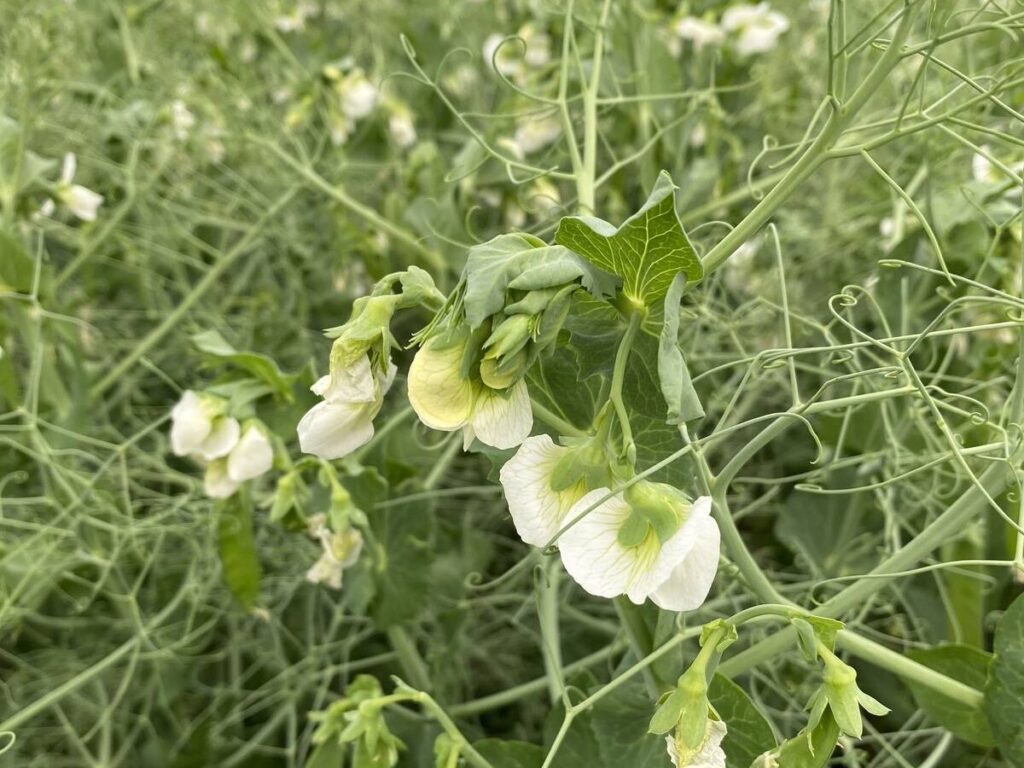A yellow pea plant with white blooms on it.
