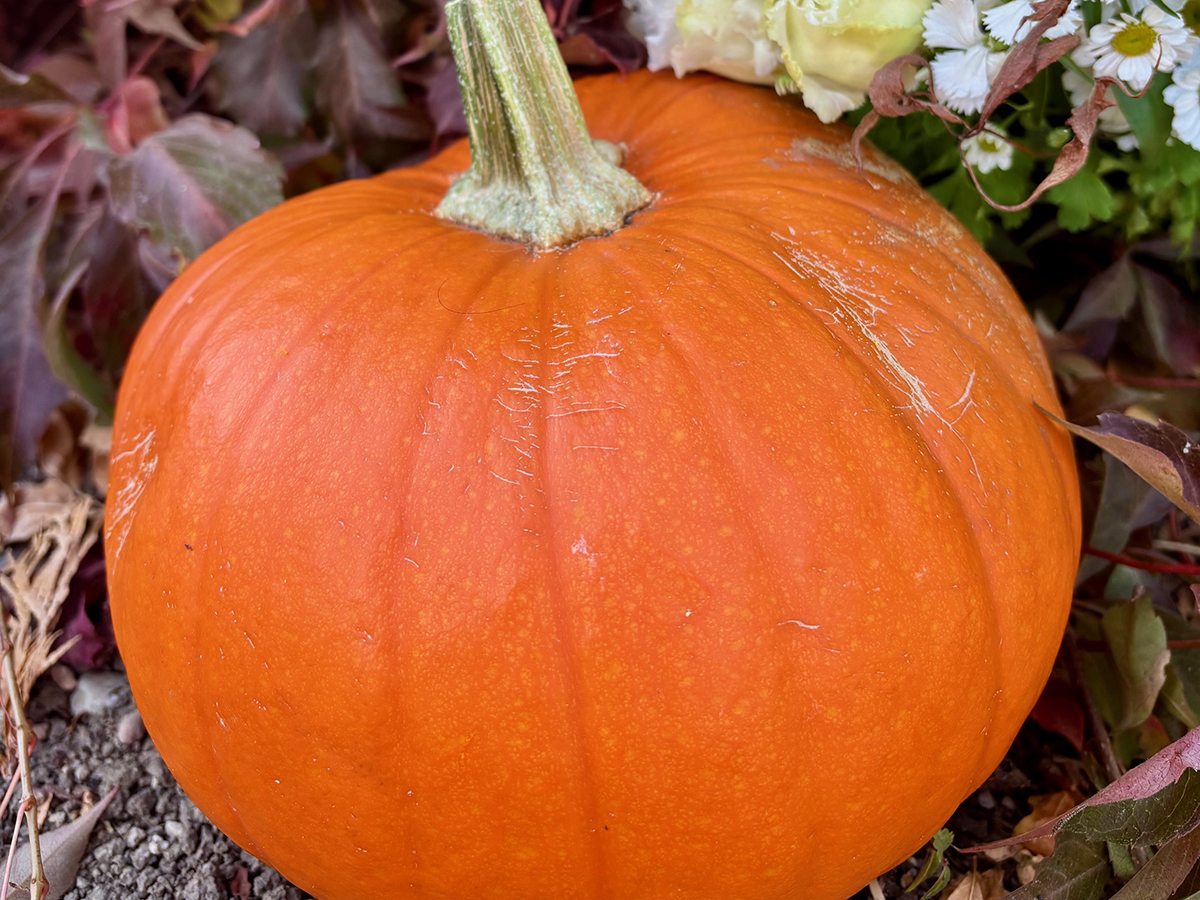 A ripe orange pumpkin sits on the ground in front of some other vegetation.