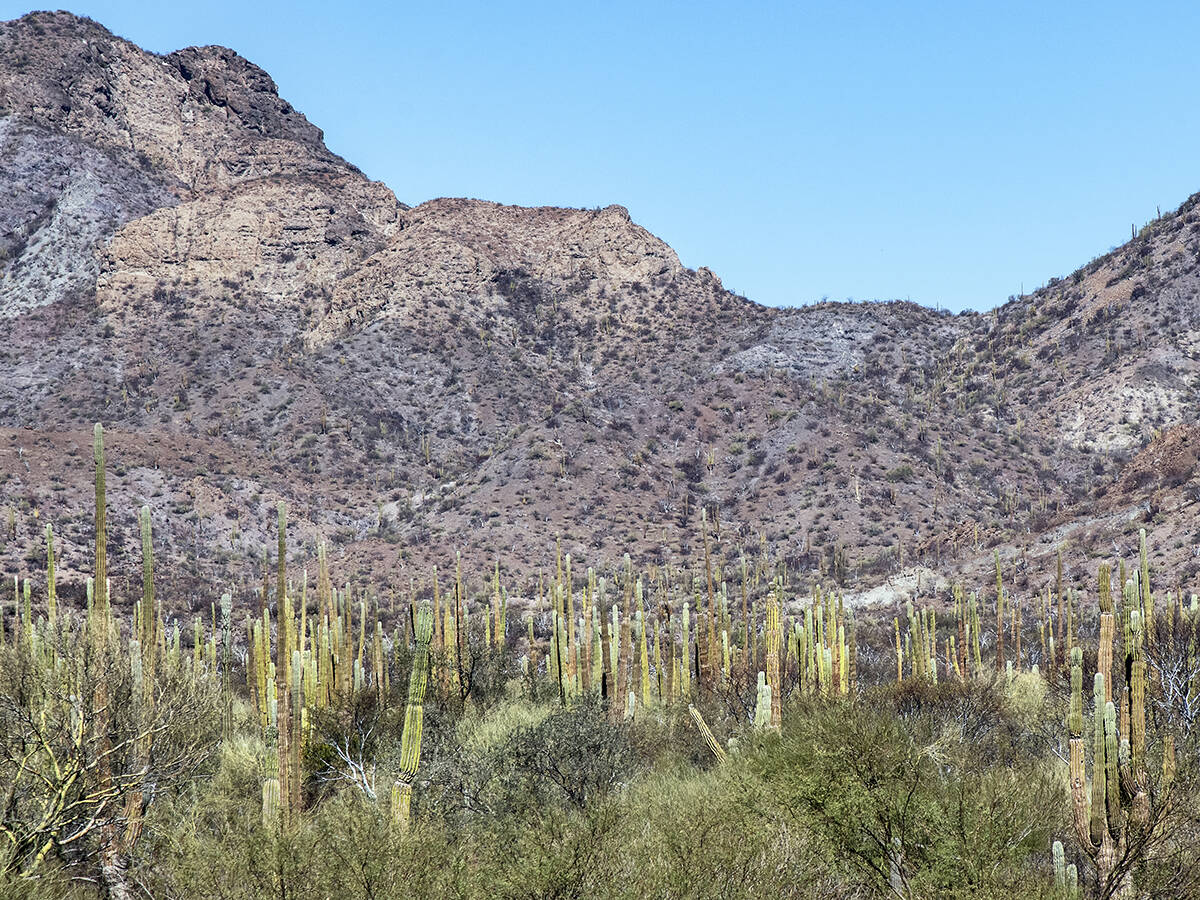 Sagauro cactus and mountain desert near Loreto, Mexico