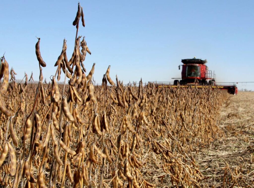 A close-up of a lone soybean plant standing above others around it as a red combine comes toward it in the distance.