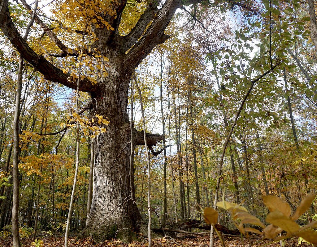 Conservation professionals are concerned that Ontario's proposed amalgamation of 36 Conservation Authorities into larger regional representation will undermine science-based decision-making, alienate grassroots connections and lead to the loss of conservation specialists. Photo:Matt McIntosh