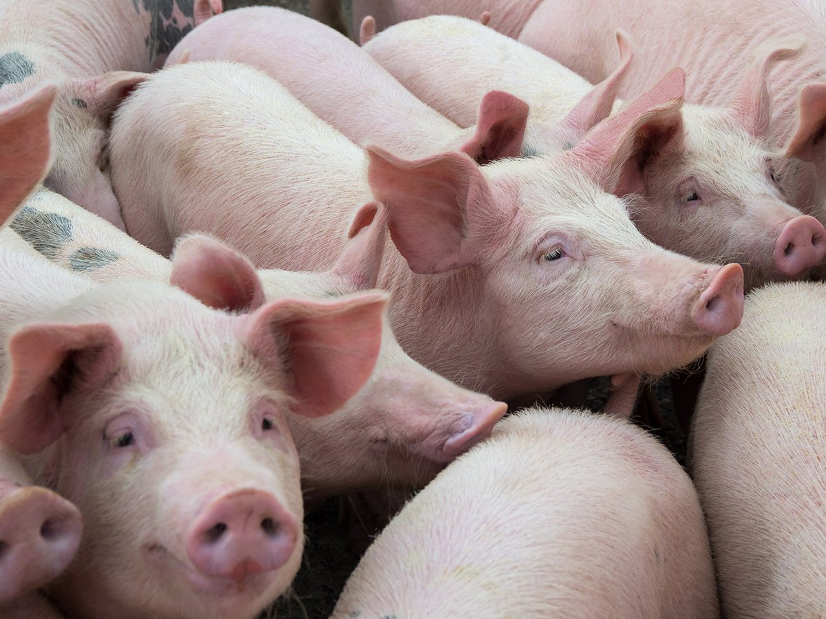 Pigs huddle close together in an indoor pen.