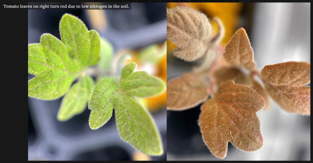 Two photos of tomato plant leaves sided-by-side. The leaves on the left are green, while the leaves on the right are reddish.