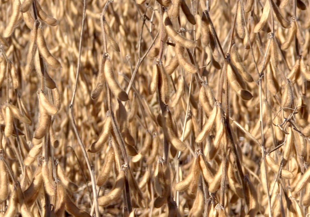 Australia’s wheat production outlook improves as harvest begins