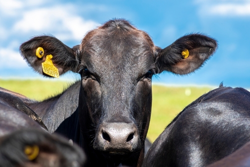 Cow representing the Bayer and dsm-firmenich partnership to improve sustainability and environmental footprint measurement in animal protein production