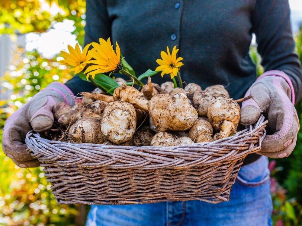 Shutterstock image of Jerusalem artichoke.
