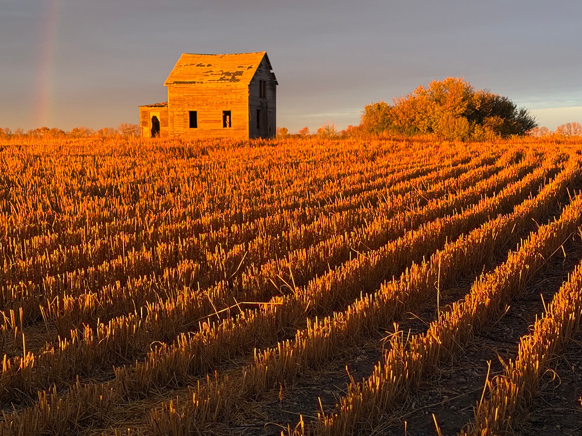 An abandoned farmhouse is bathed in warm morning light with the stalks of a freshly-harvested wheat crop in neat rows in the foreground.