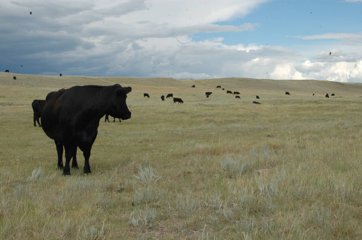 A black cow looks over its shoulder toward some of its herd in the distance in a pasture on a partly cloudy day.