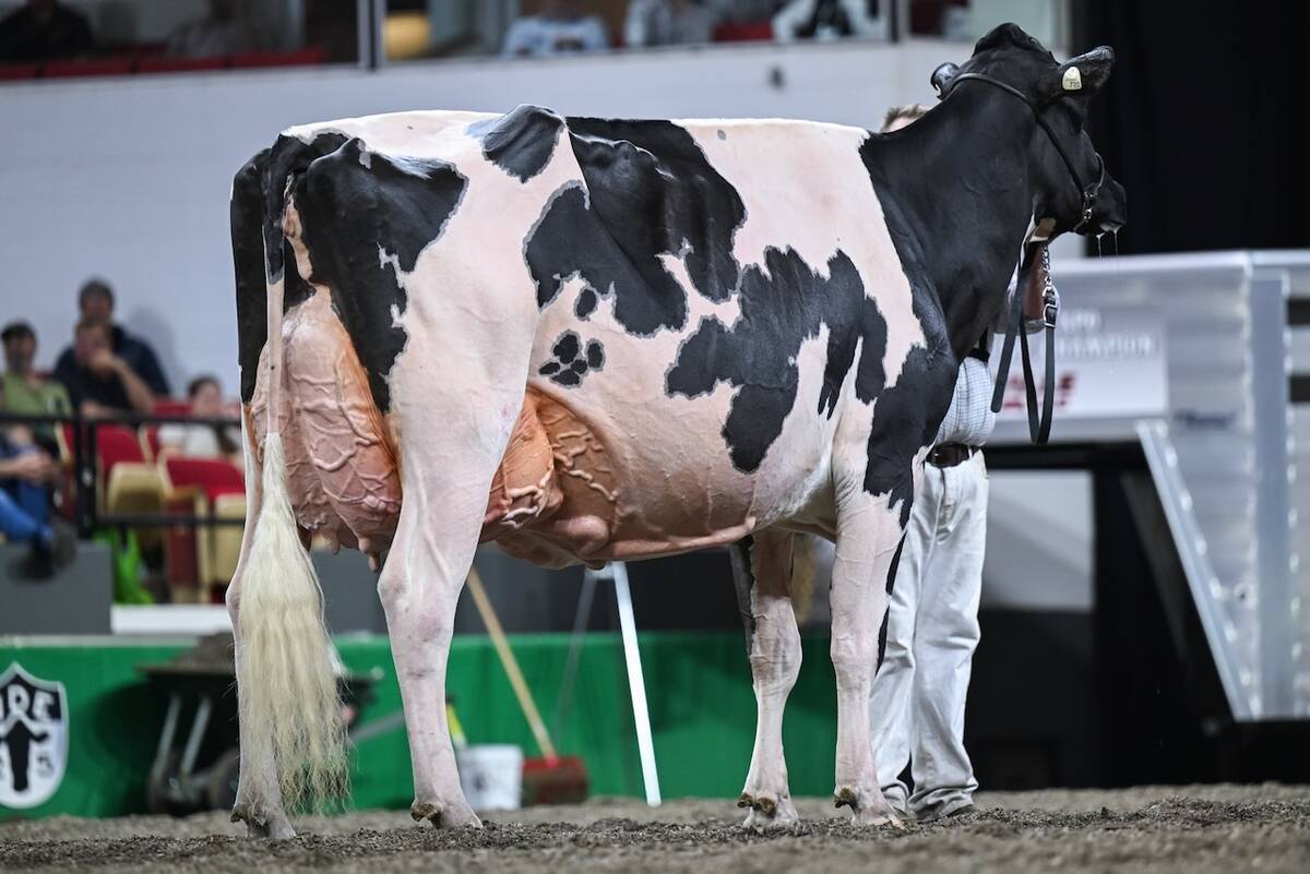 A Holstein cow stands in the show ring at the World Dairy Expo with its handler holding its halter.