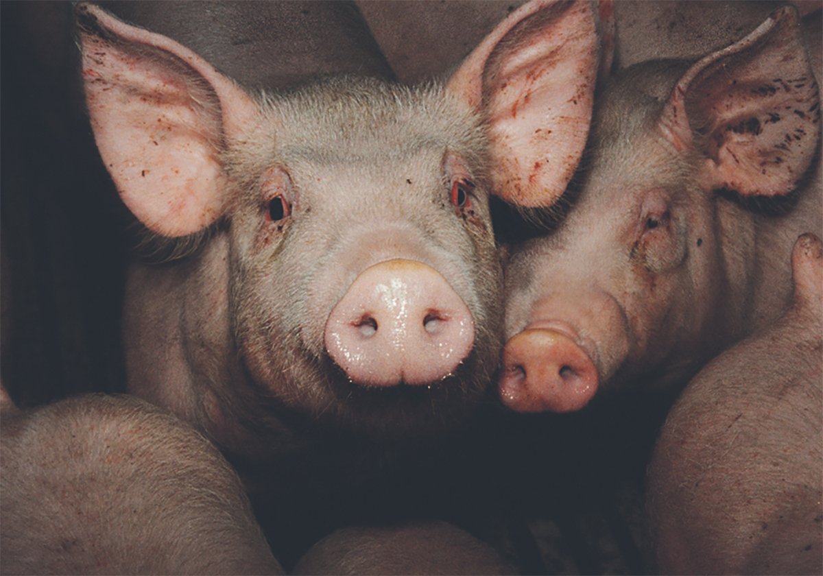 A pig stares at the camera from among a group of pigs in an indoor pen.