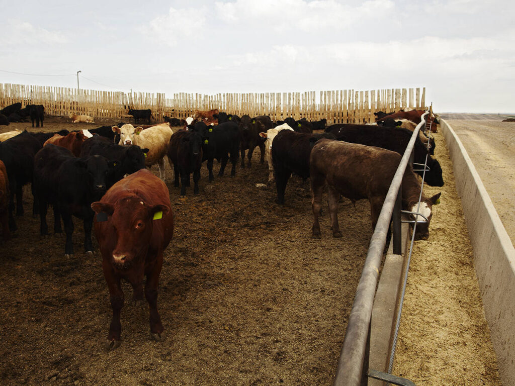 Cattle in a pen at a feedlot, some sticking their heads through a fence to feed from a concrete bunk.