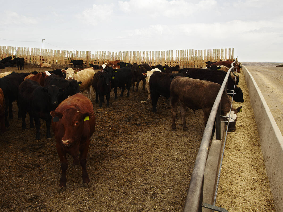 Cattle in a pen at a feedlot, some sticking their heads through a fence to feed from a concrete bunk.