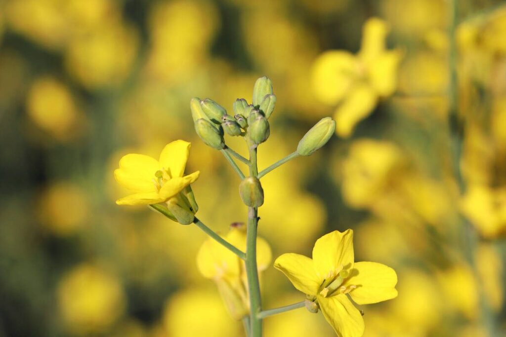 China’s canola, soybeans imports to drop one million tonnes each