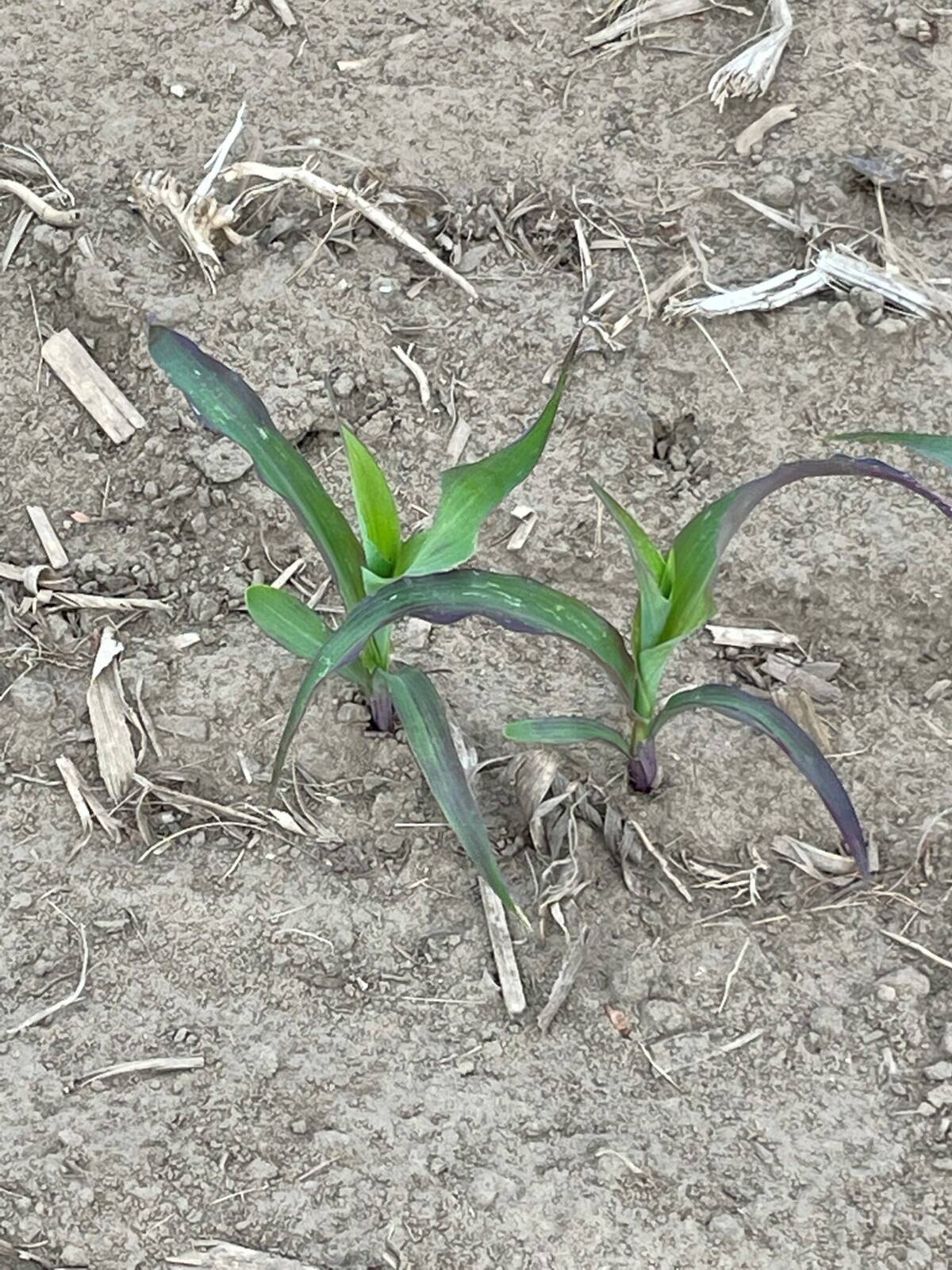 Purple lower leaves on young corn plant showing phosphorus deficiency. 