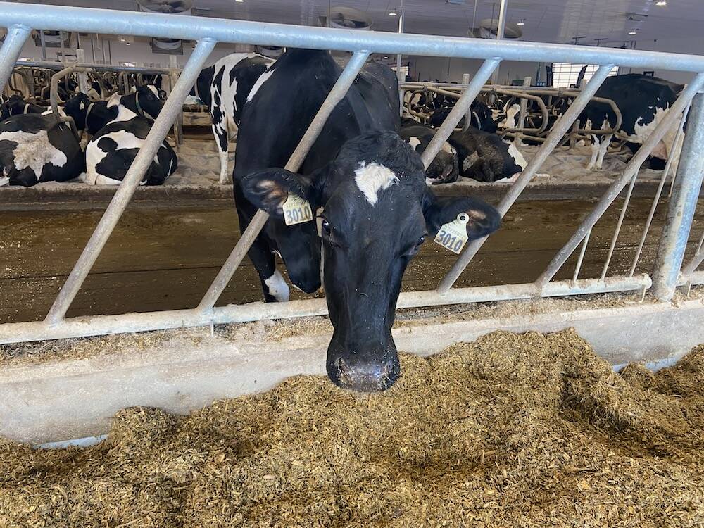 Dairy cows could be fed differently and housed differently to help them age more productively. Photo: John Greig