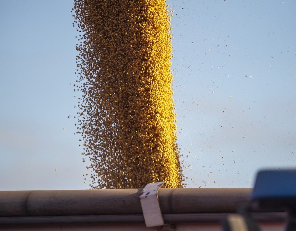 Soybeans pour into a truck or trailer.