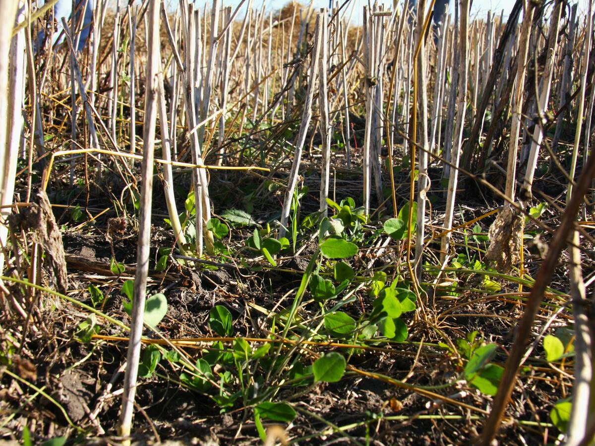 Canola stubble with red clover in fall.