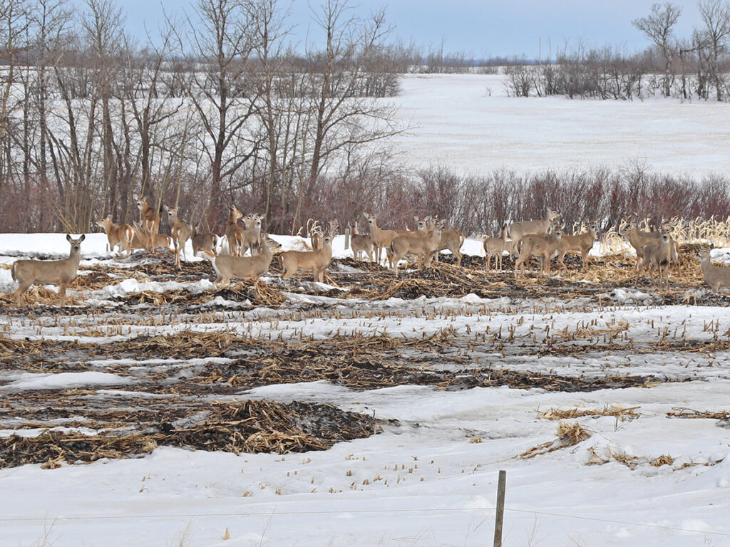 A large herd of deer graze in a field on a winter day.