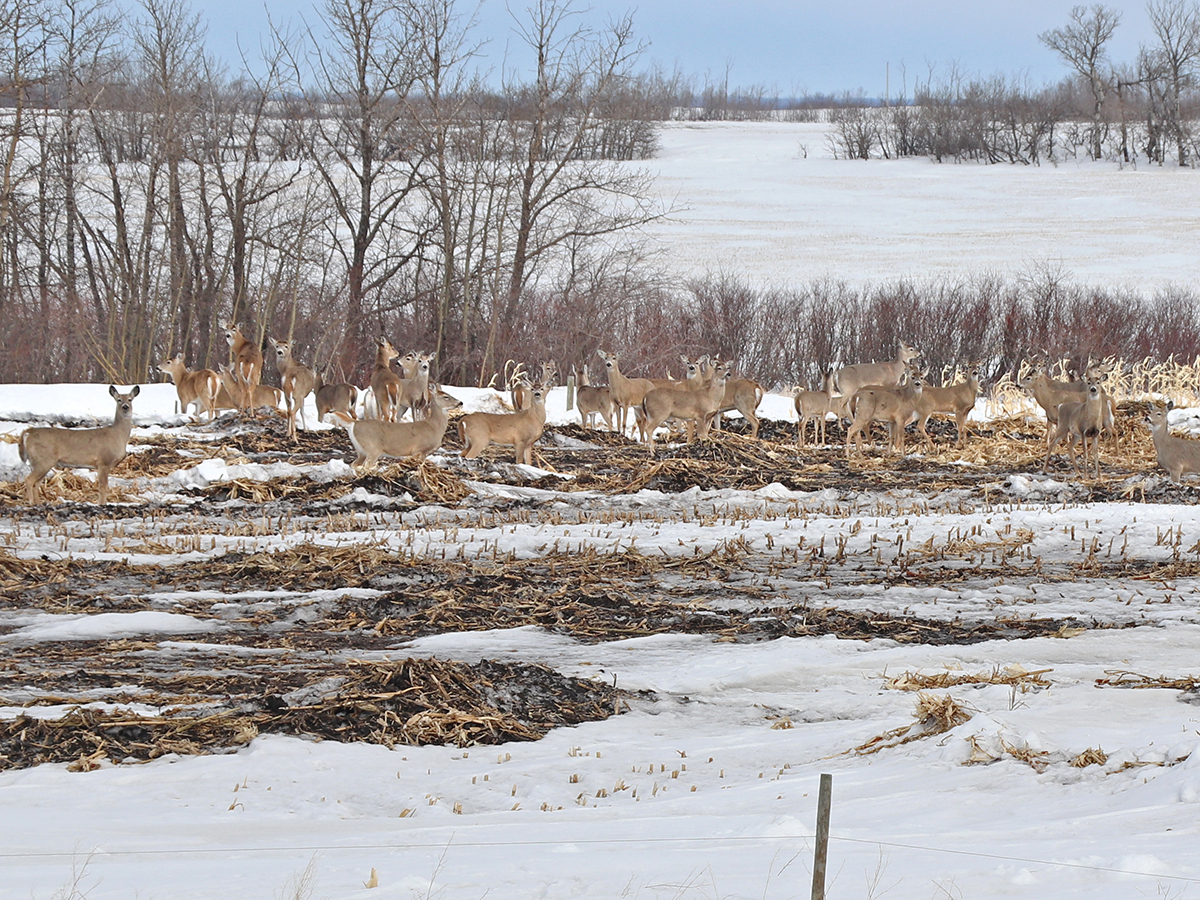A large herd of deer graze in a field on a winter day.