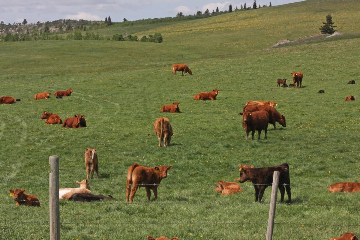 Cattle graze in a lush green pasture surrounded by a barbed wire fence.