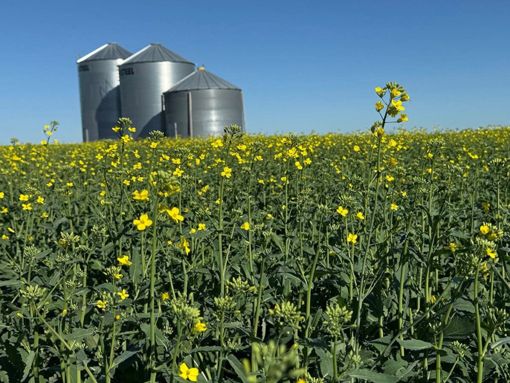A low angle photo of a canola crop just starting to bloom with three round, steel grain bins in the background.