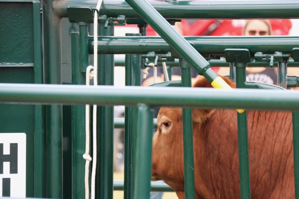The eye of a bull is in crisp focus seen through a maze of green metal bars as the animal stands in some cattle handling equipment at the Ag in Motion farm show near Langham, Saskatchewan.