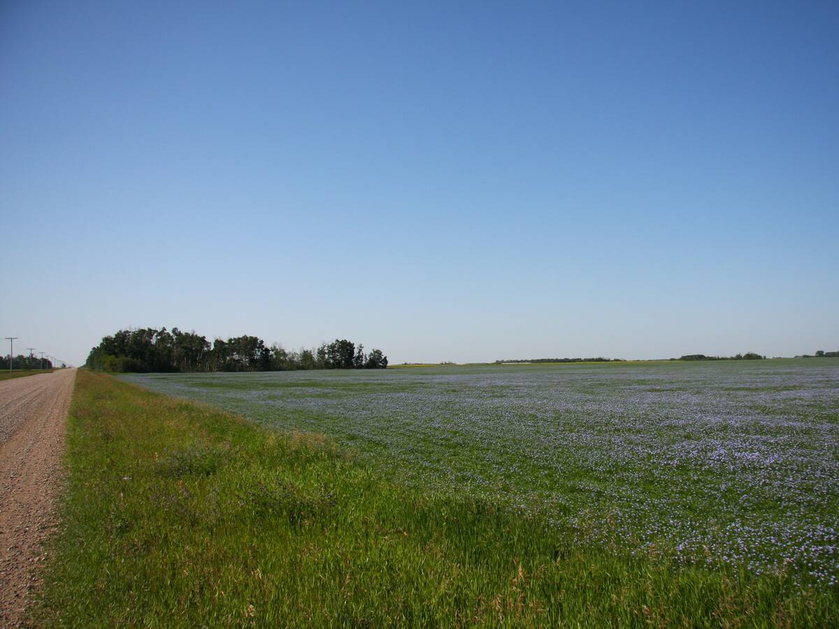 Flax field starting to bloom near Rosthern, Saskatchewan, on a clear summer morning.
