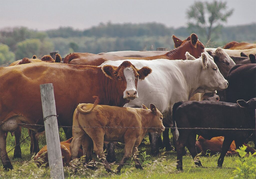 Cow-calf pairs are grazing in a pasture with a barbed-wire fence in the foreground.