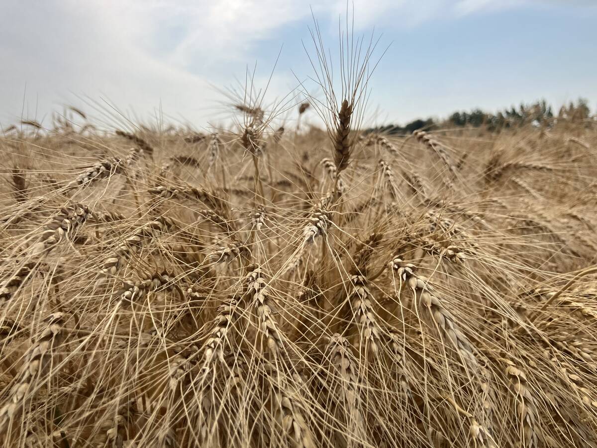 Ripe wheat near Selkirk, Manitoba in late August, 2024. | Greg Berg photo